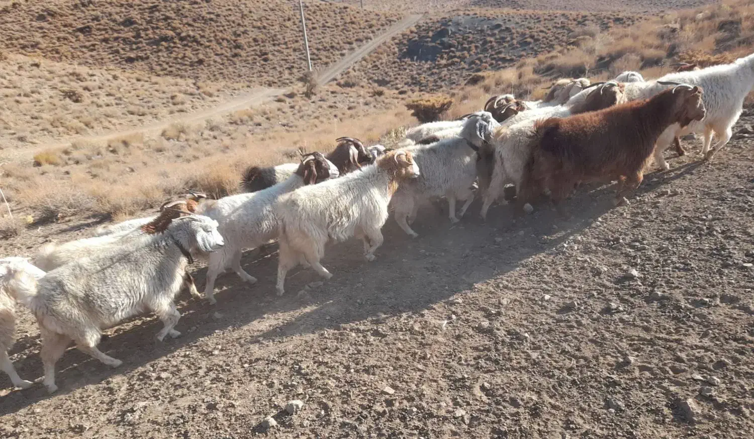 ۱۸ راس بز و گیسه آبستن کورکی راینی|حیوانات مزرعه|کرمان, |دیوار