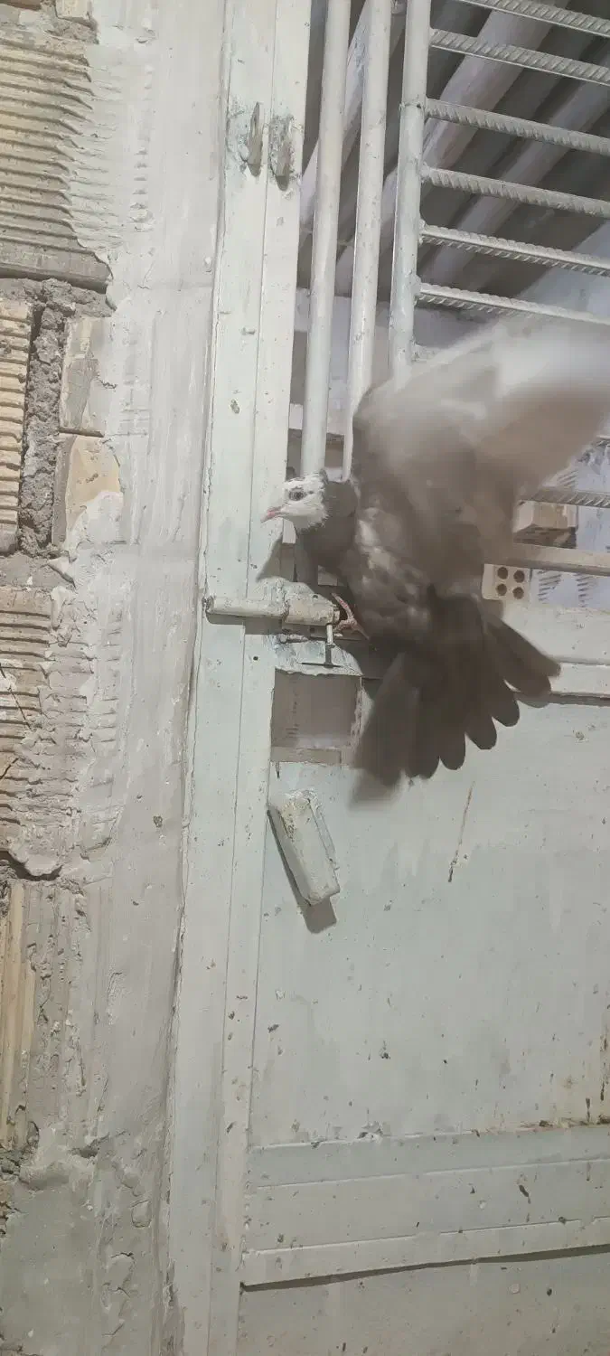 کبوتر در خرمشهر|پرنده|خرمشهر, |دیوار