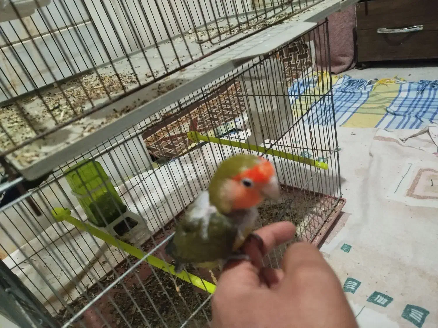 یک جفت کوتوله|پرنده|میبد, |دیوار