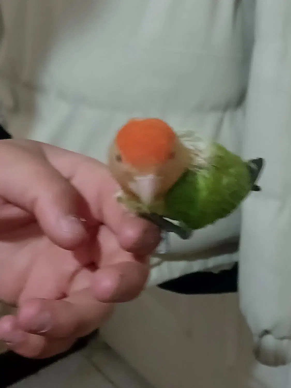 طوطی برزیلی معاوضه|پرنده|قرچک, زیبا شهر|دیوار