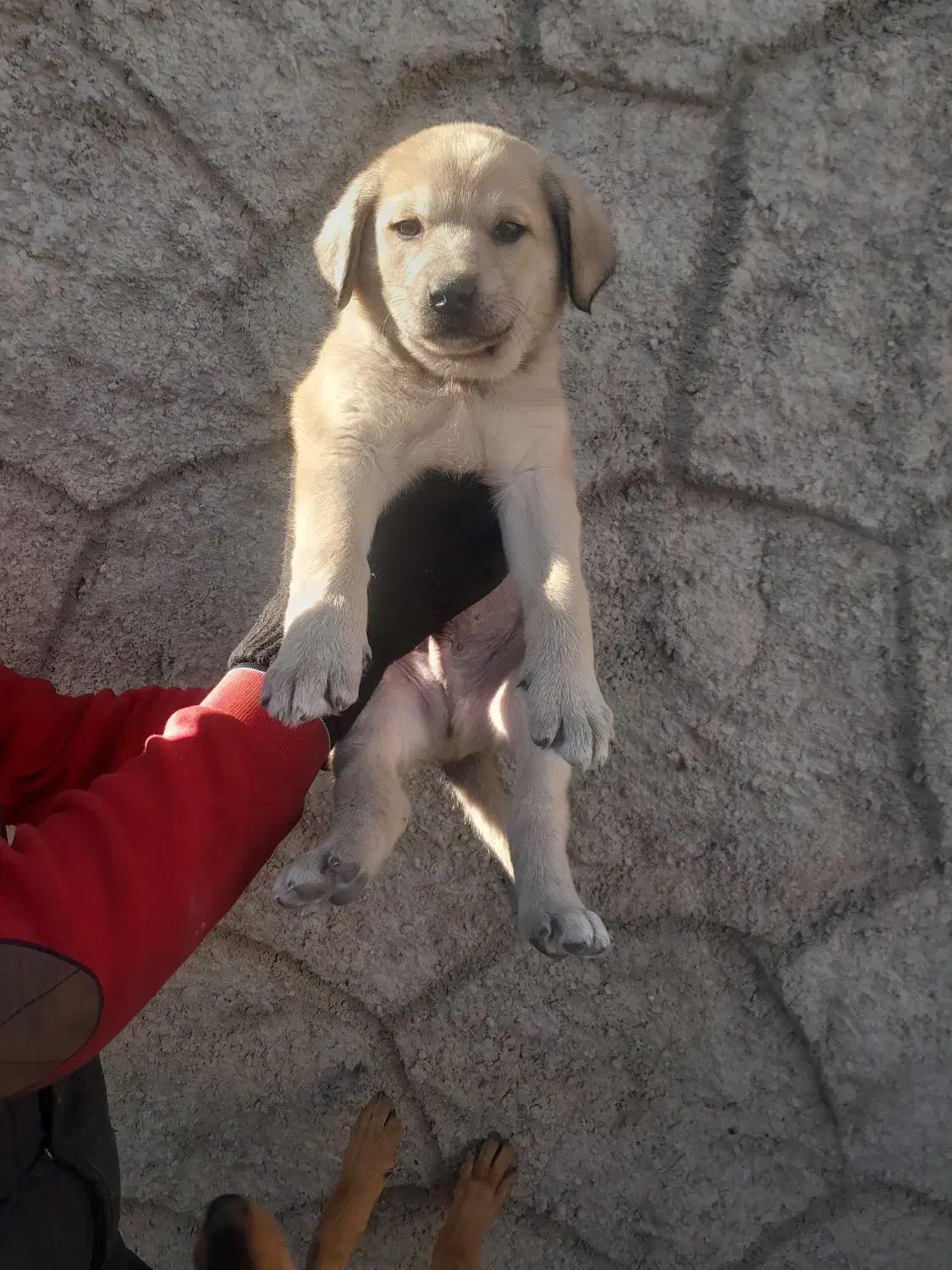 توله غراقی ر ایگان|سگ|تبریز, |دیوار