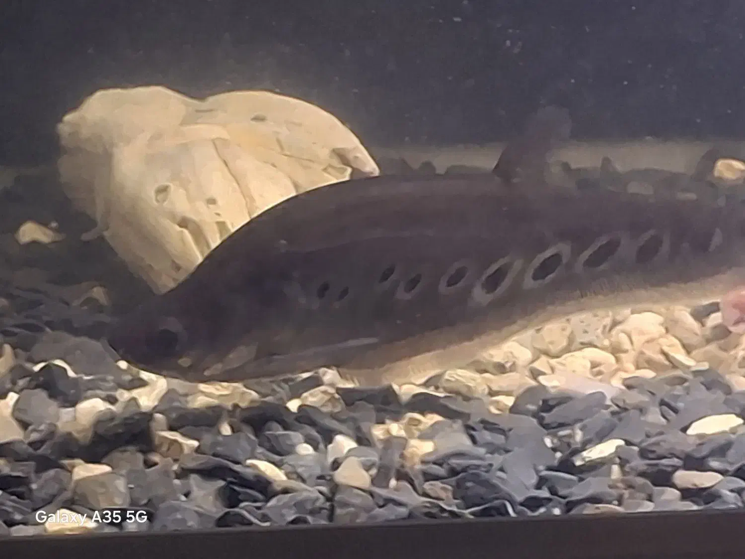 ماهی آکواریومی پلی اندی چری و نایف|ماهی|بندر انزلی, آذربایجان|دیوار