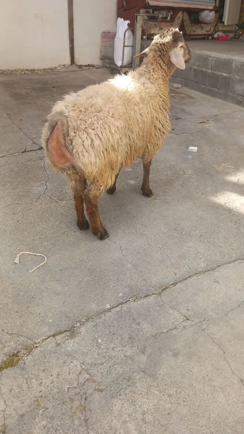 امیلیگ|حیوانات مزرعه|مشگین شهر, |دیوار