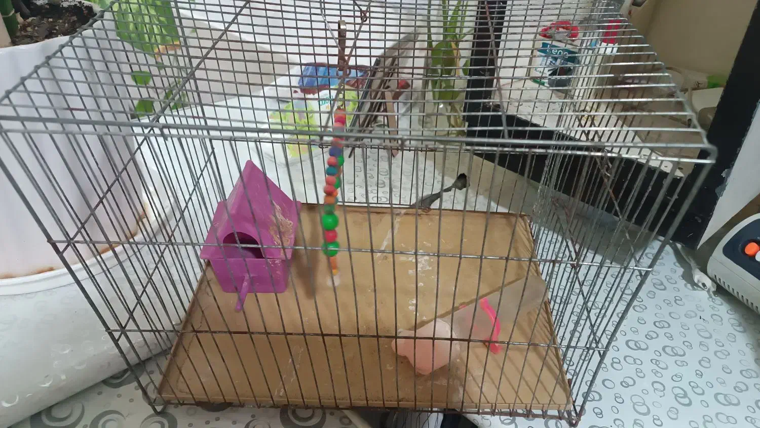 قفس پرنده|لوازم جانبی حیوانات|بیرجند, |دیوار