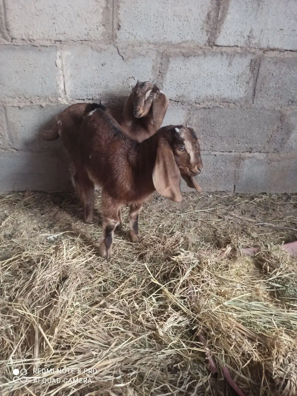 بزکره|حیوانات مزرعه|فردوس (کرمان), |دیوار