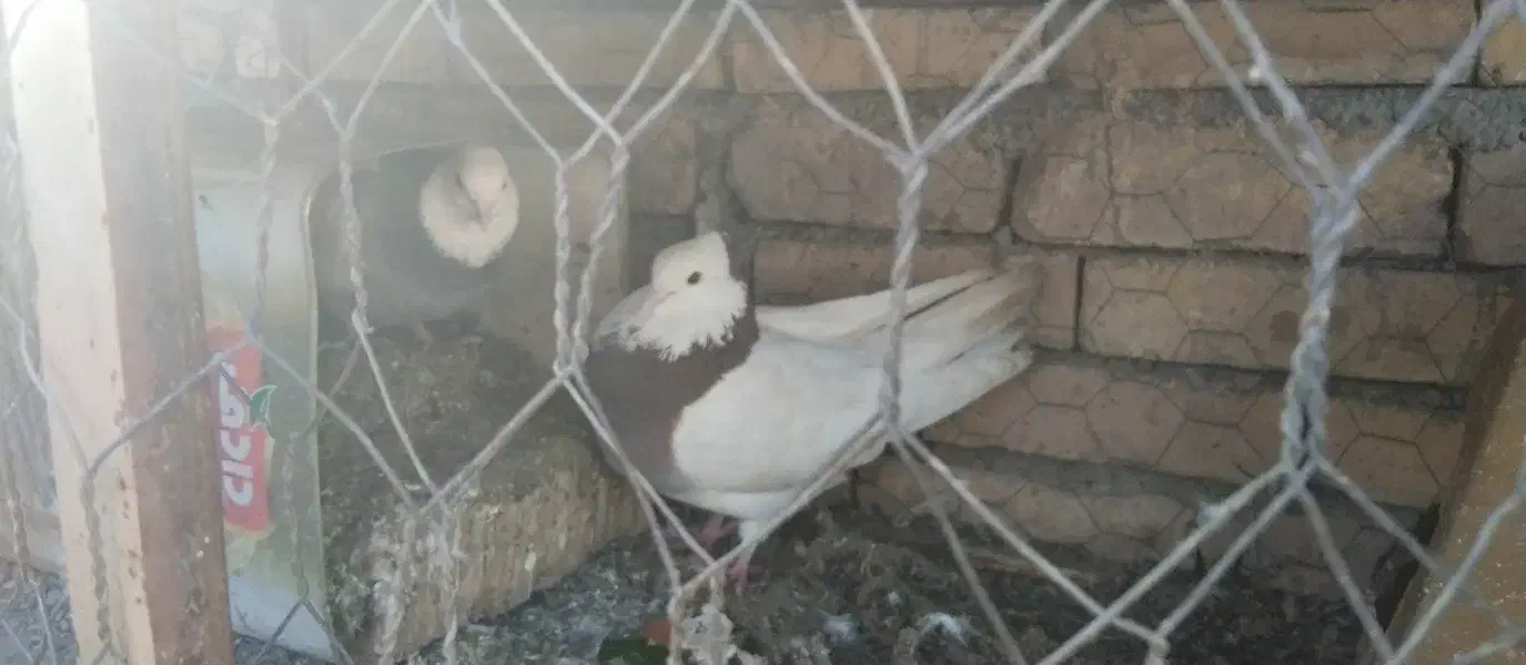 کفتر|پرنده|مبارکه, |دیوار