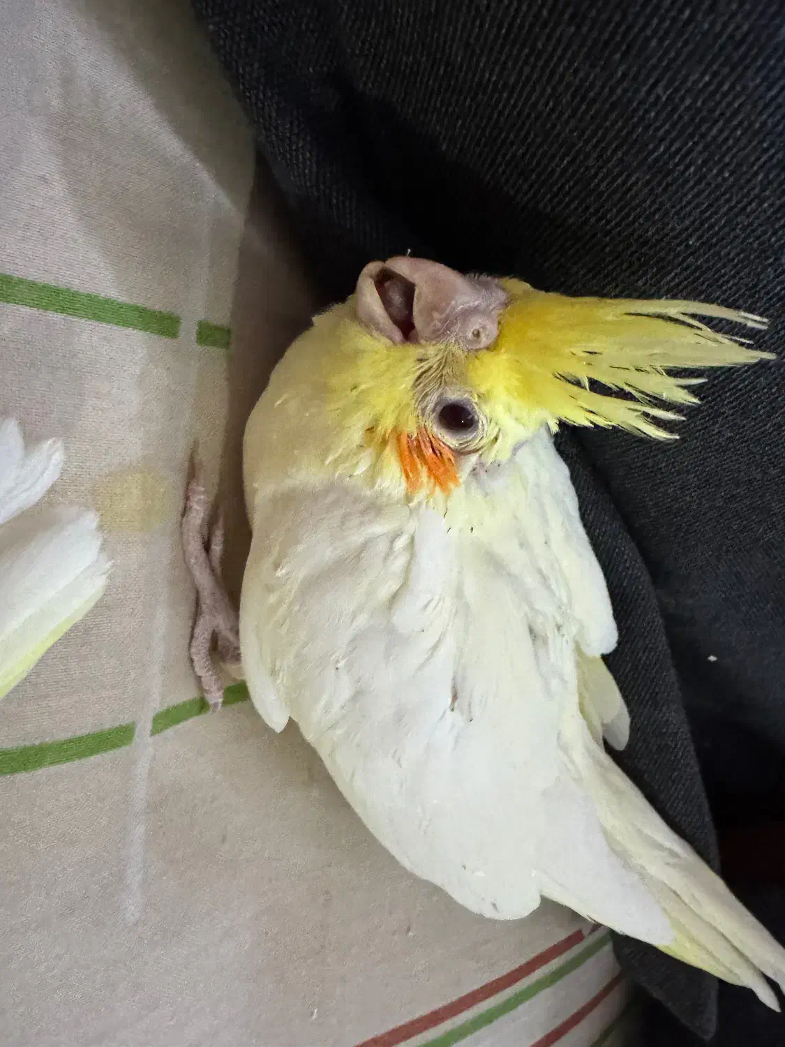 یک عدد عروس هلندی گم شده|حیوانات|یزد, |دیوار