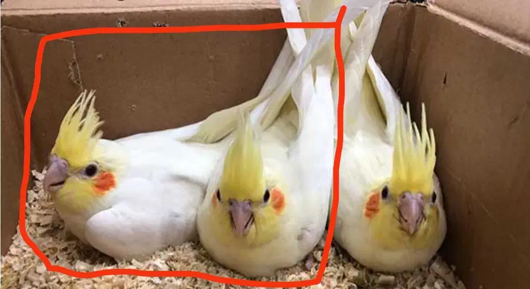 دو عدد عروس هلندی نجاد لوتی نو|پرنده|رامسر, |دیوار