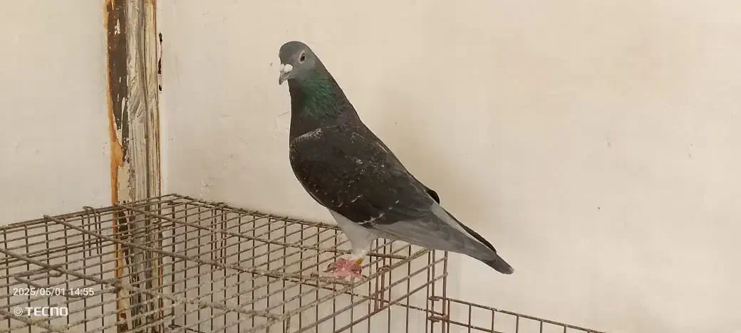 پرنده مسافت بلند|پرنده|اهواز, کوی آزادی|دیوار