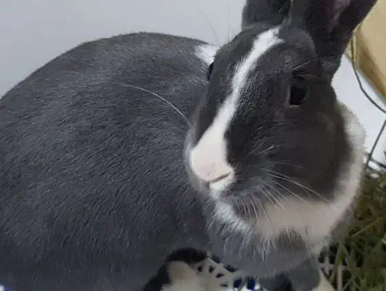 خرگوش|موش و خرگوش|کرمانشاه, |دیوار