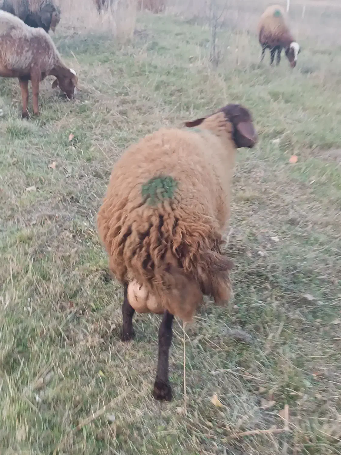 گوسفند بره دار نر|حیوانات مزرعه|سرعین, |دیوار