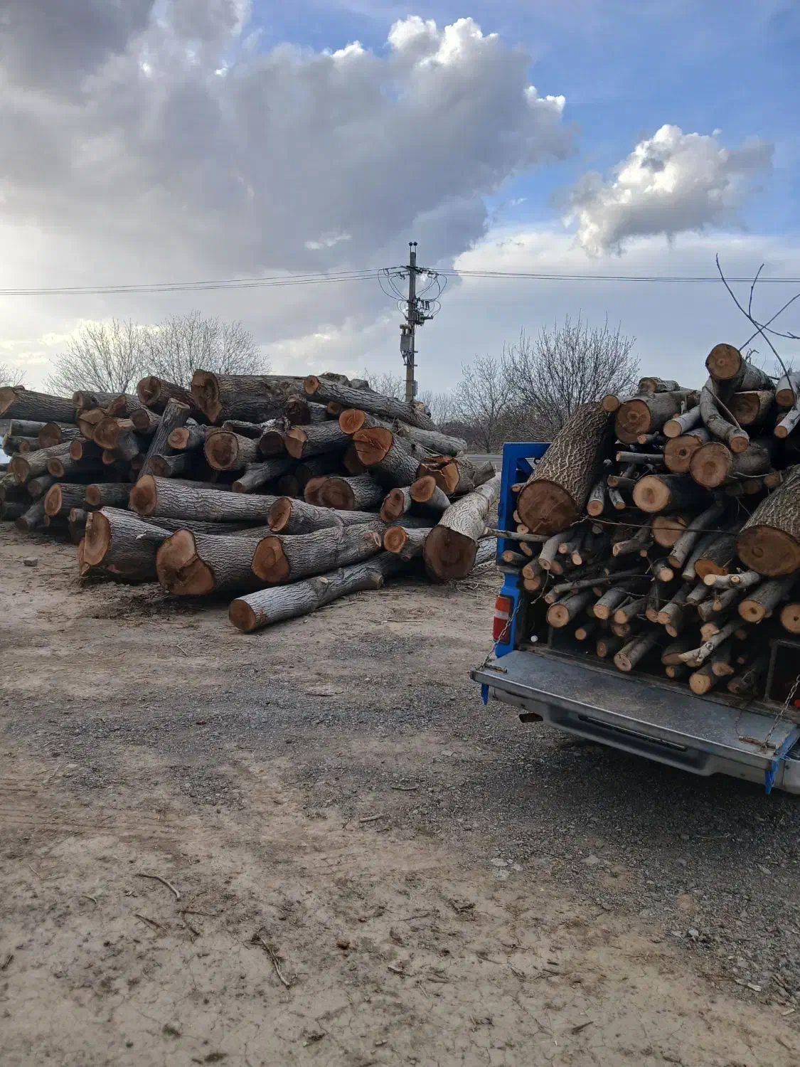 خریدار چوب هستم|خدمات باغبانی و درختکاری|نورآباد, |دیوار