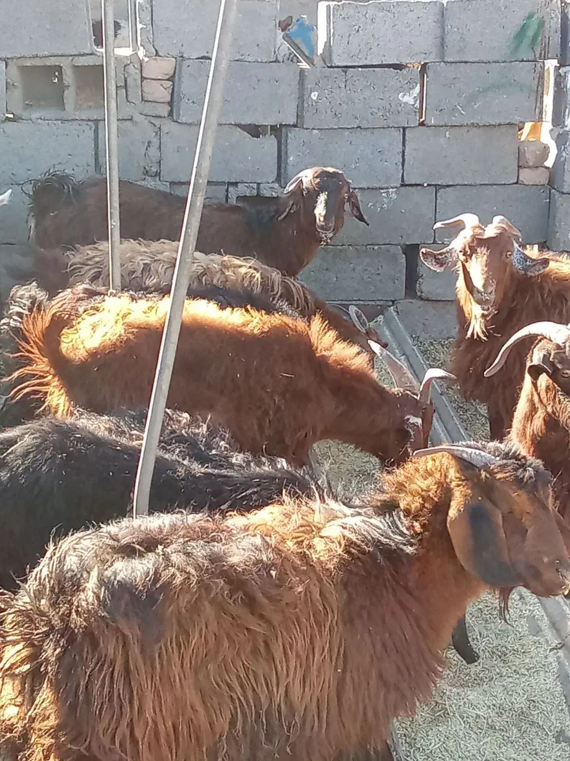 18عدد بز|حیوانات مزرعه|بیرجند, |دیوار