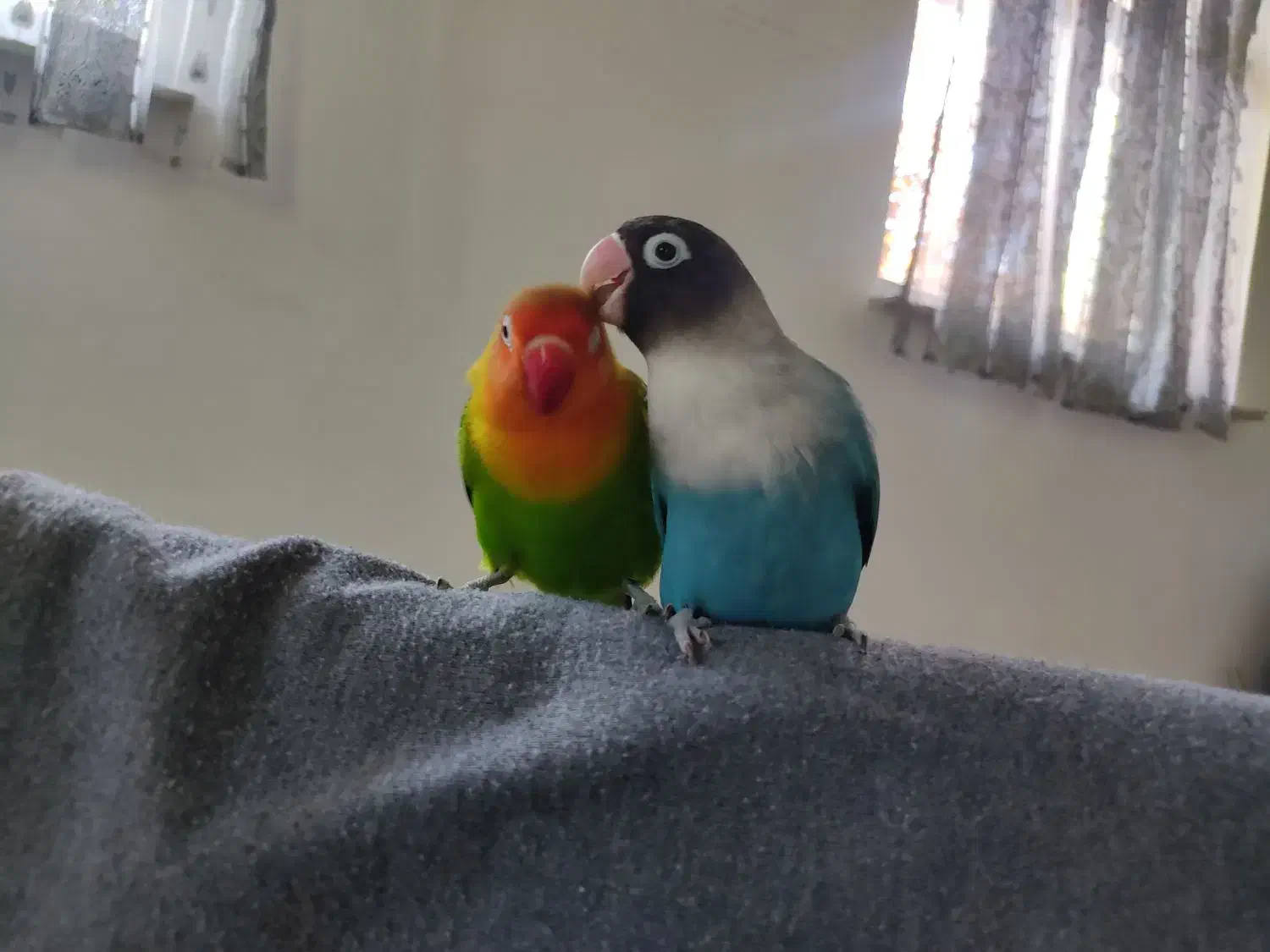 طوطی برزیلی|پرنده|شهریار, رضی آباد بالا|دیوار