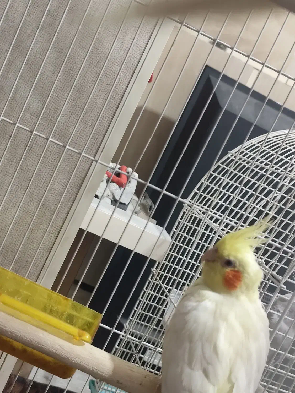 عروس هلندی جفت مولد دو جوجه ی دانخور|پرنده|شوش, |دیوار