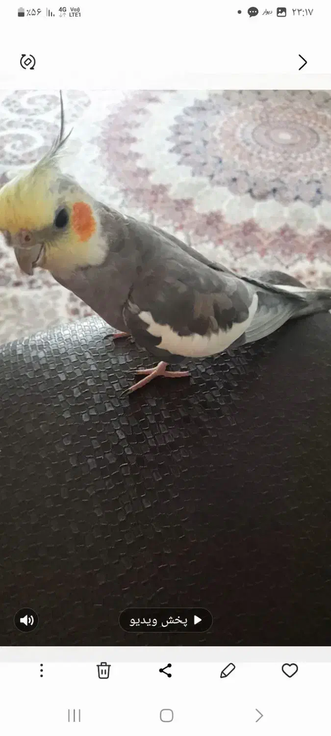 عروس گمشده|حیوانات|رشت, آتشگاه|دیوار