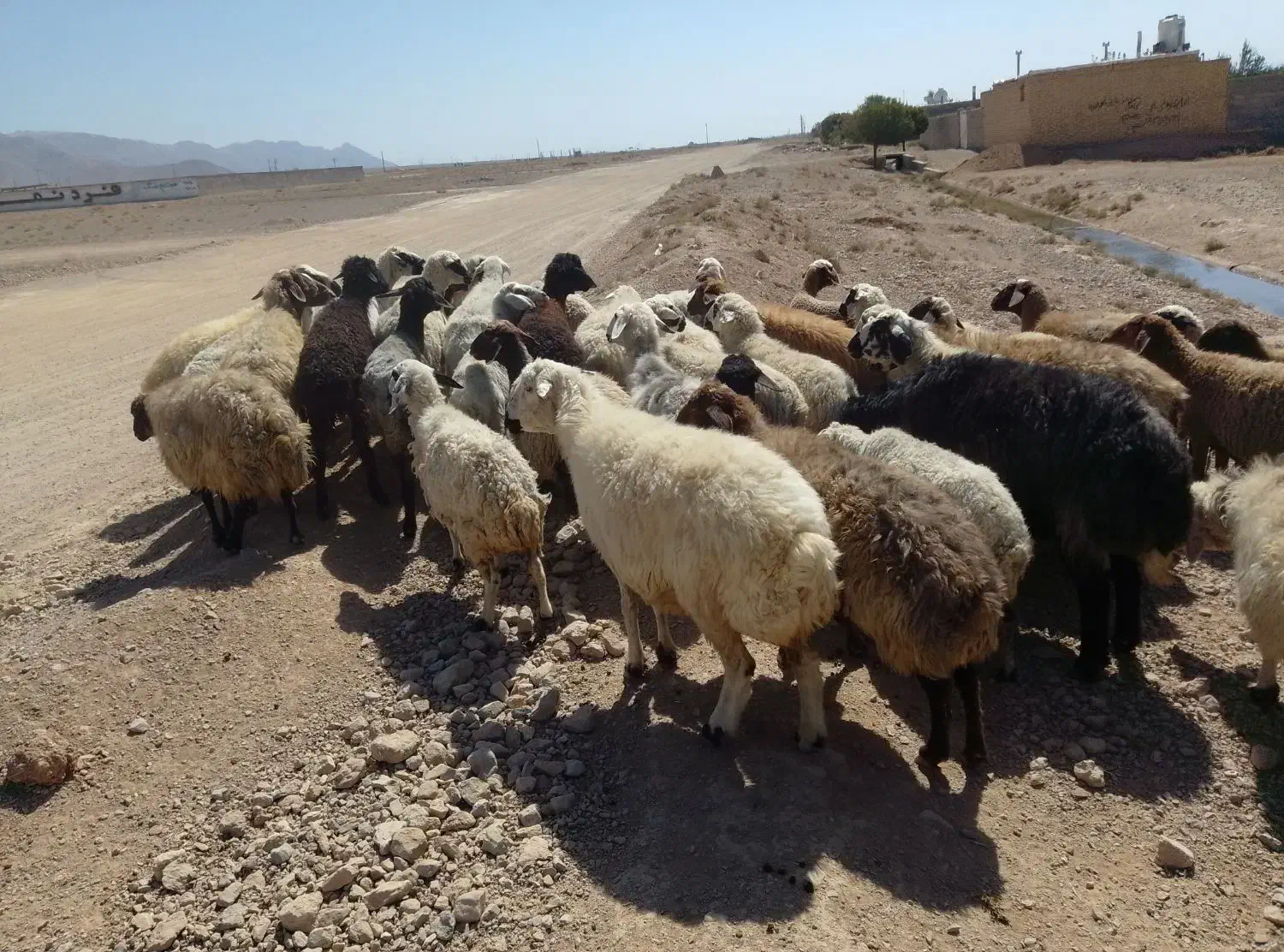 میش داشتی|حیوانات مزرعه|شهرضا, |دیوار