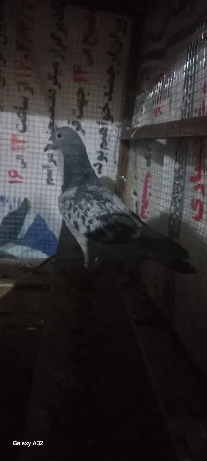 پلاکی جوجه ۲|پرنده|مسجد سلیمان, |دیوار