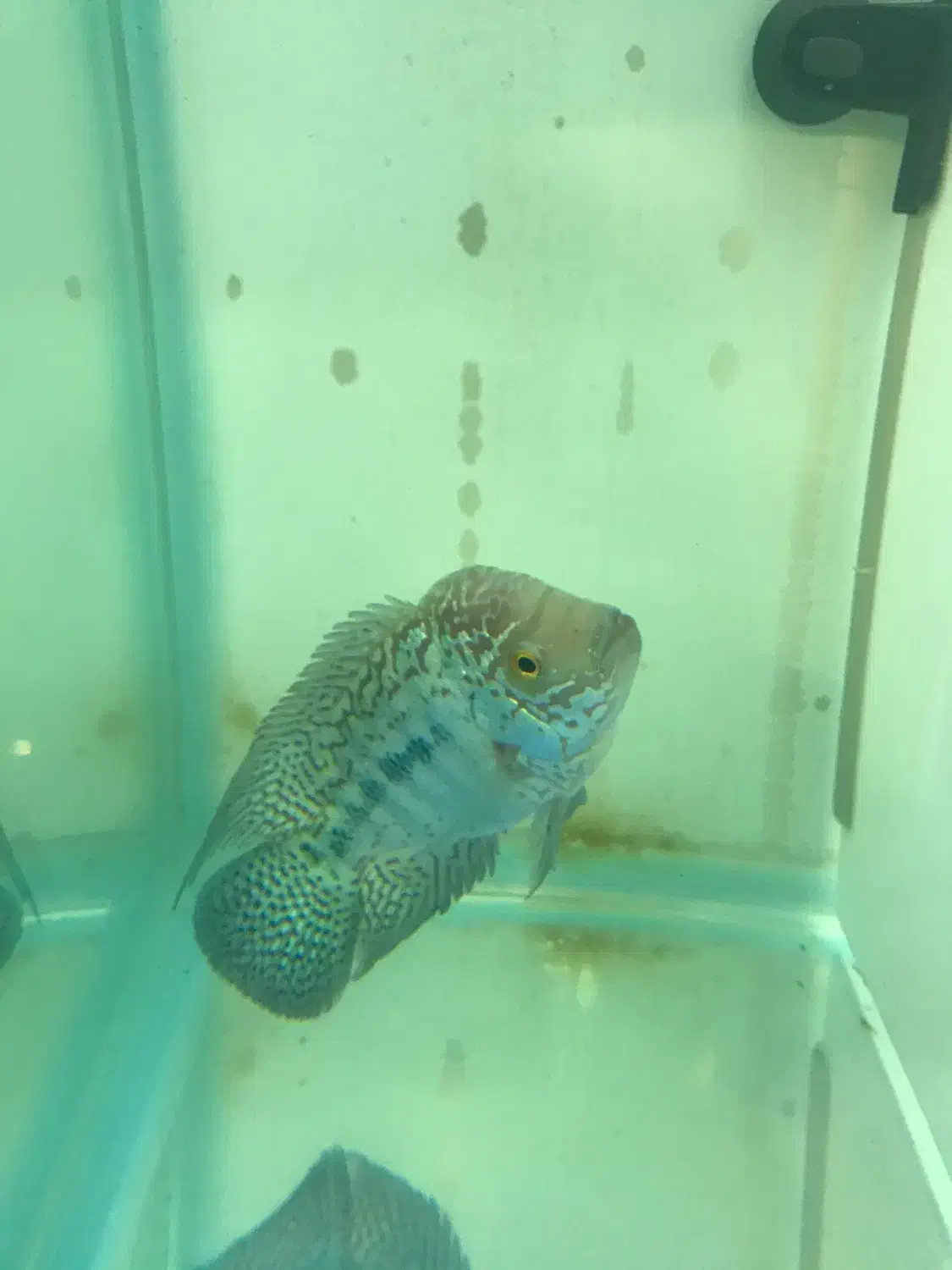 جوجه کامفاوارداتی|ماهی|تهران, افسریه شمالی|دیوار