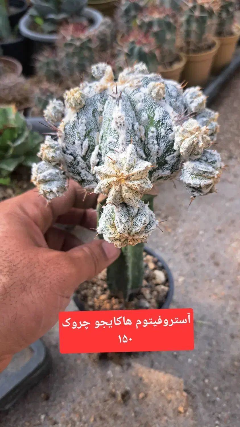 کاکتوس پیوندی|گل و گیاه طبیعی|شاهرود, |دیوار