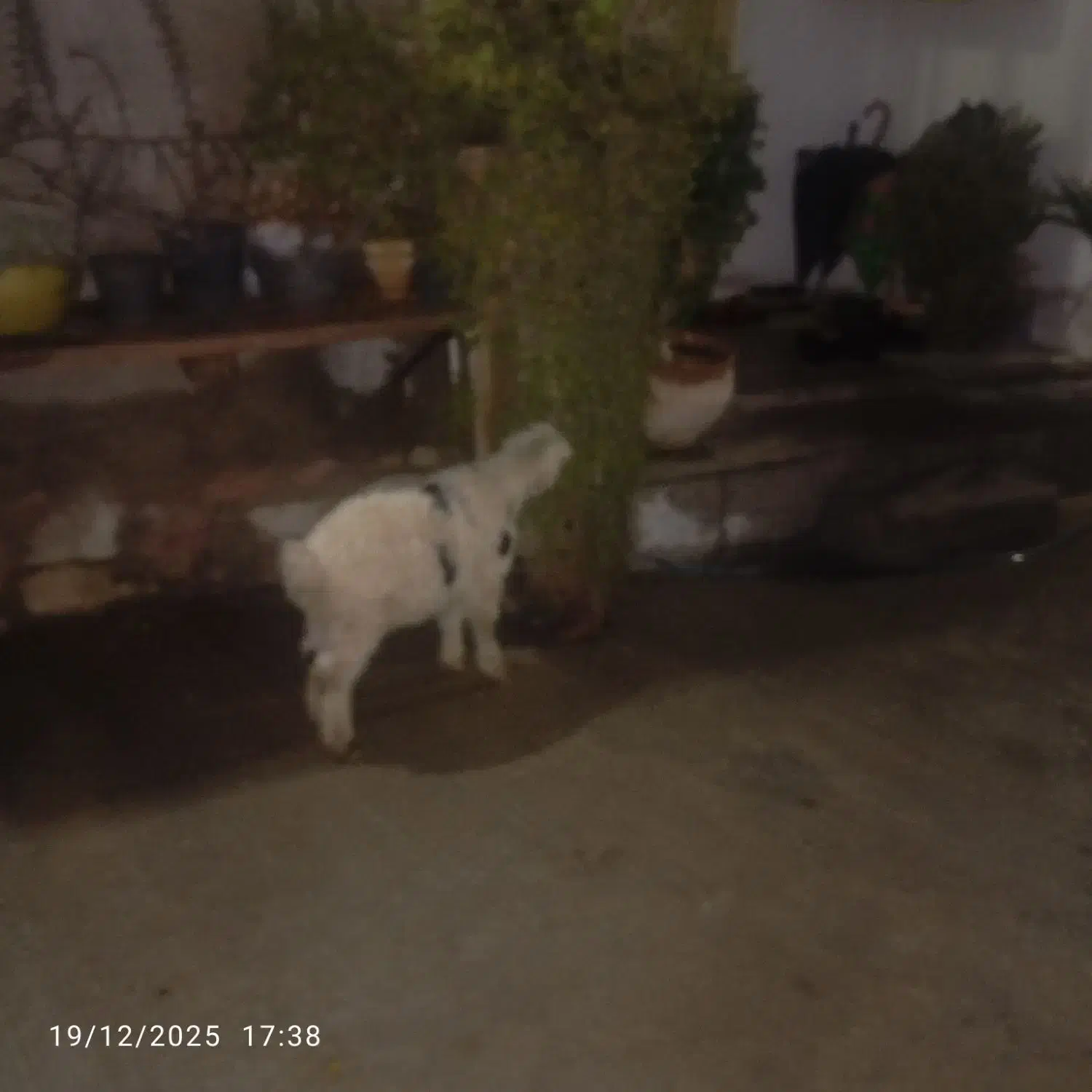 بره‌‌شیری|حیوانات مزرعه|جم, |دیوار