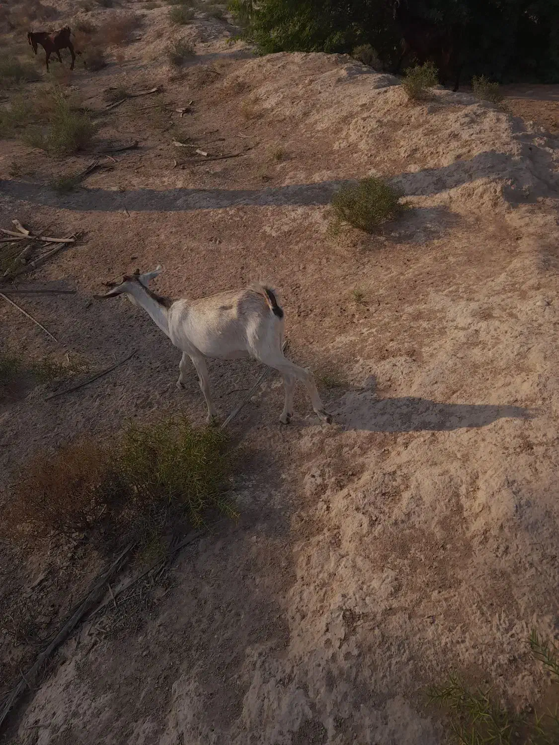 چندتا کهره ماده و ۲تانر|حیوانات مزرعه|اهرم, |دیوار
