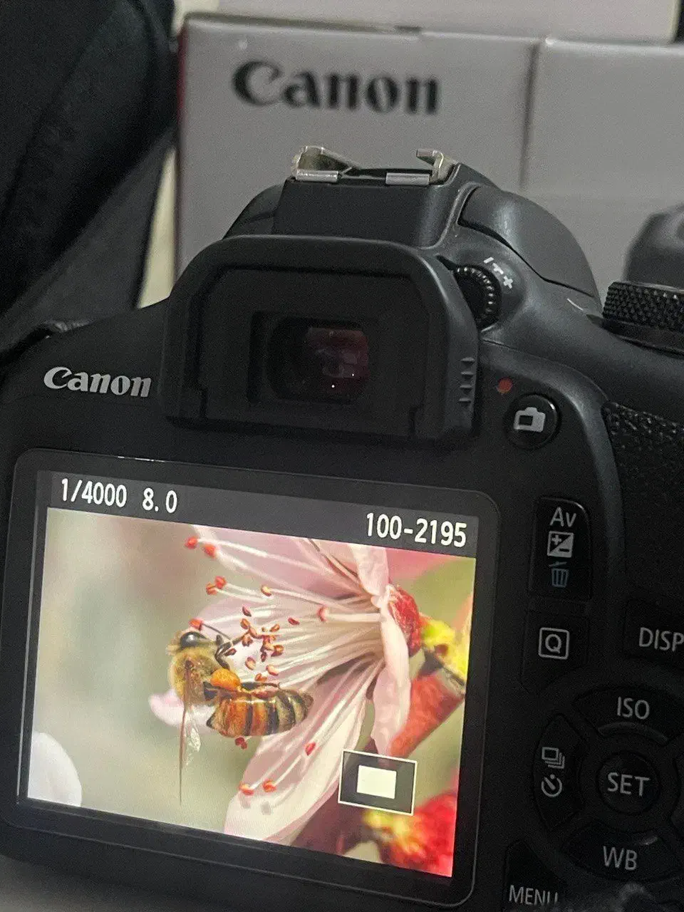 دوربین کنونcanon 2000D|دوربین عکاسی و فیلم‌برداری|شهریار, شهریار|دیوار