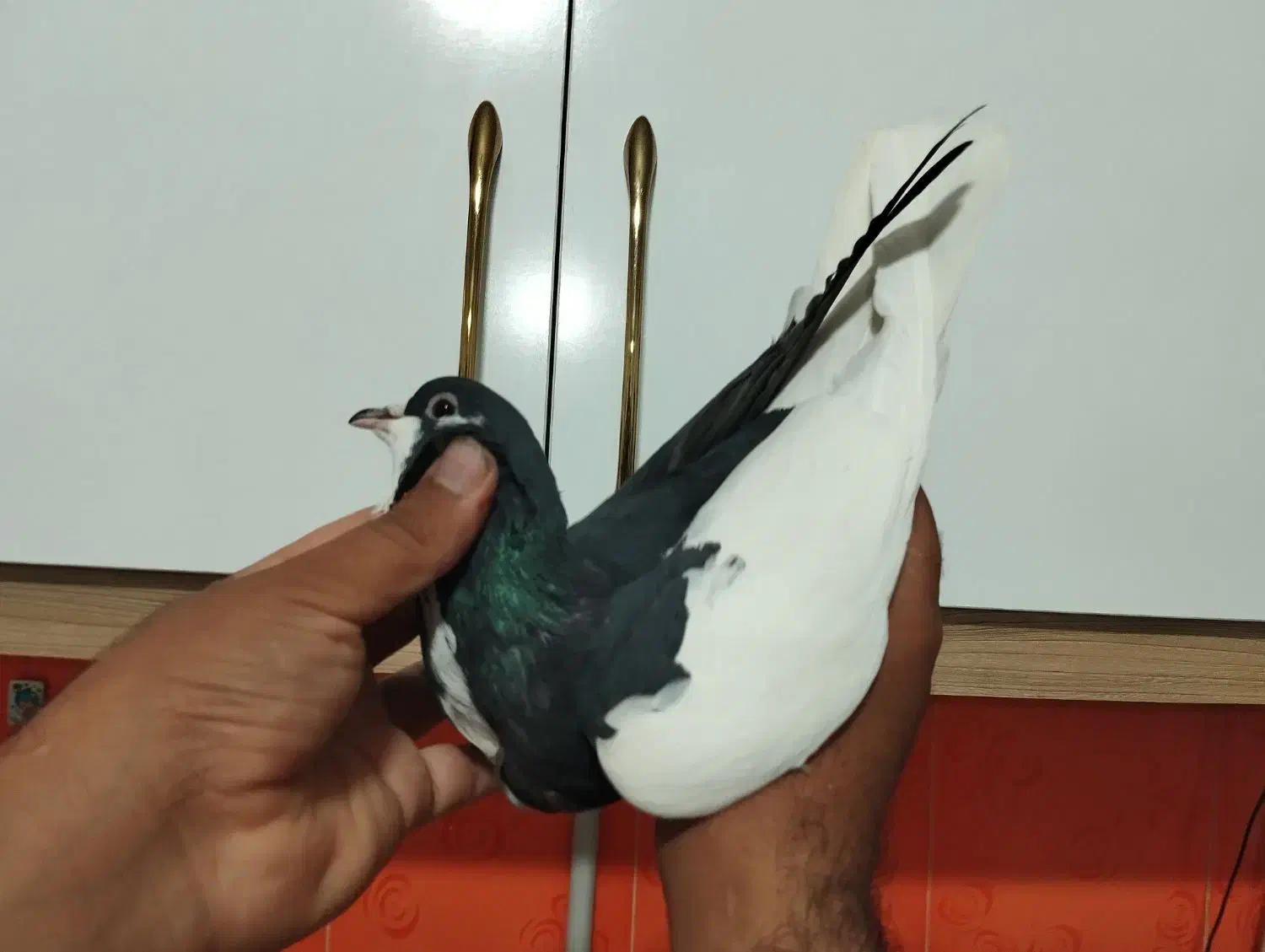 کله سفید کاکول وچپ وراست وسینه سیاه|پرنده|شادمهر, |دیوار