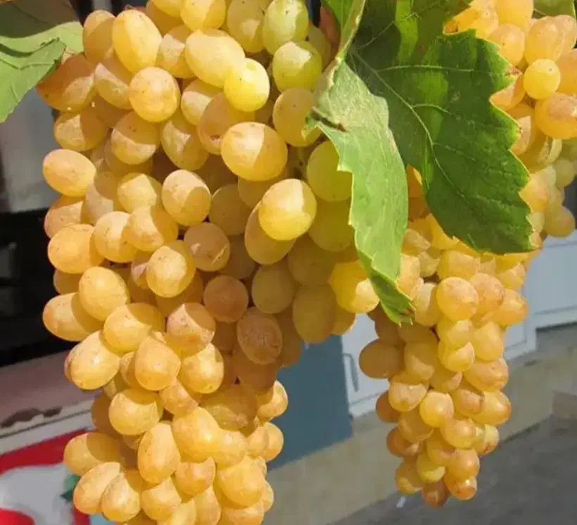 نهال انگور|گل و گیاه طبیعی|شیروان (خراسان), |دیوار