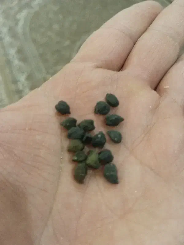 فروش نخود سیاه|عمدهفروشی|خرمدره, |دیوار