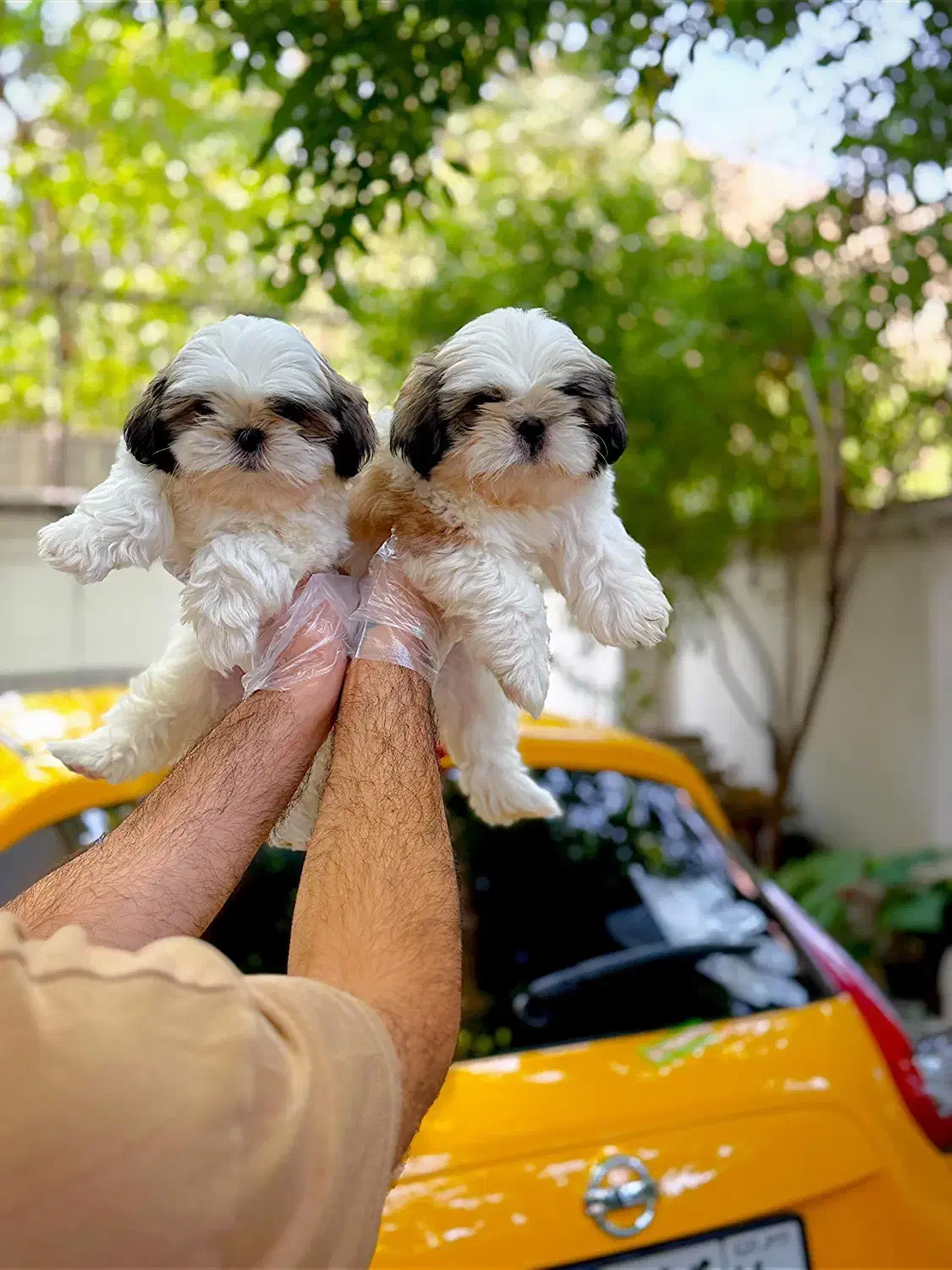 نژاد کوچک خانگی ژورنالی شیتزو و pamerپاممر خرسی و|سگ|تهران, سعادت‌آباد|دیوار