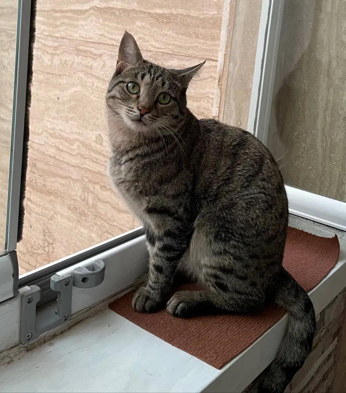 آگهی گم شده|حیوانات|تبریز, |دیوار