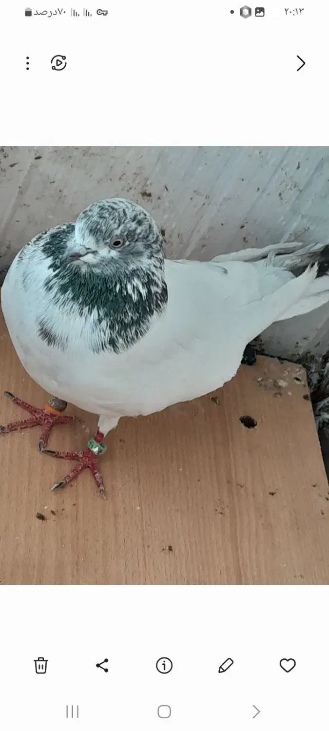 این  کبوترها ازم گم شودن هرکی  گرفته  پول می دم|پرنده|کوهدشت, |دیوار
