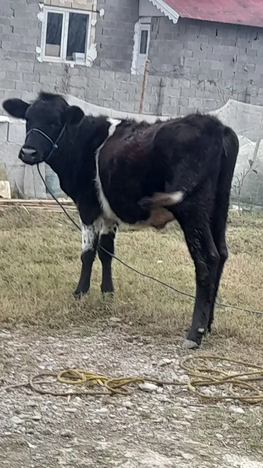 لیشه هلشتاین ۱۰ ماهه|حیوانات مزرعه|گوراب زرمیخ, |دیوار