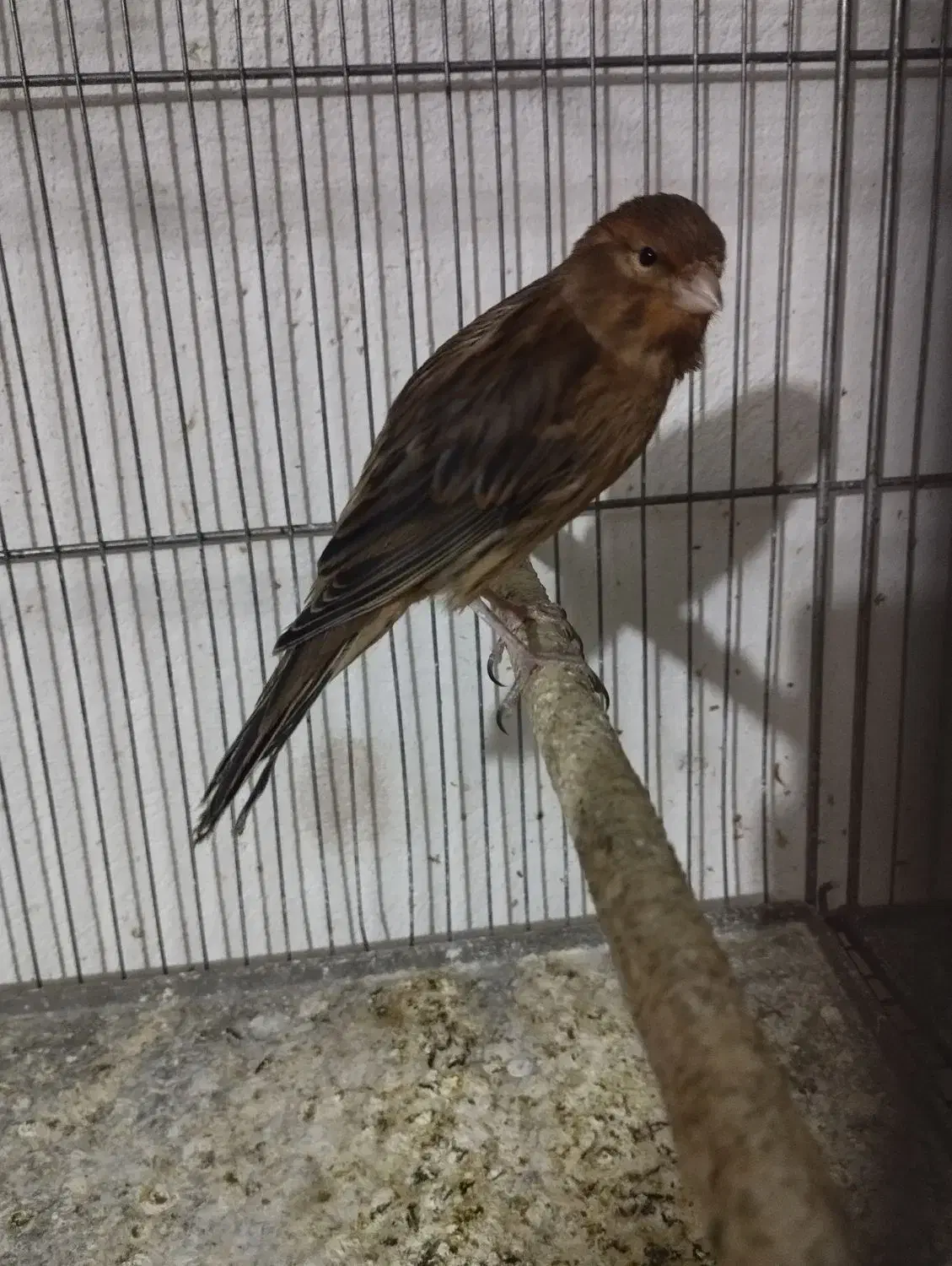 فروش ۳ تا قناری|پرنده|شاهرود, |دیوار