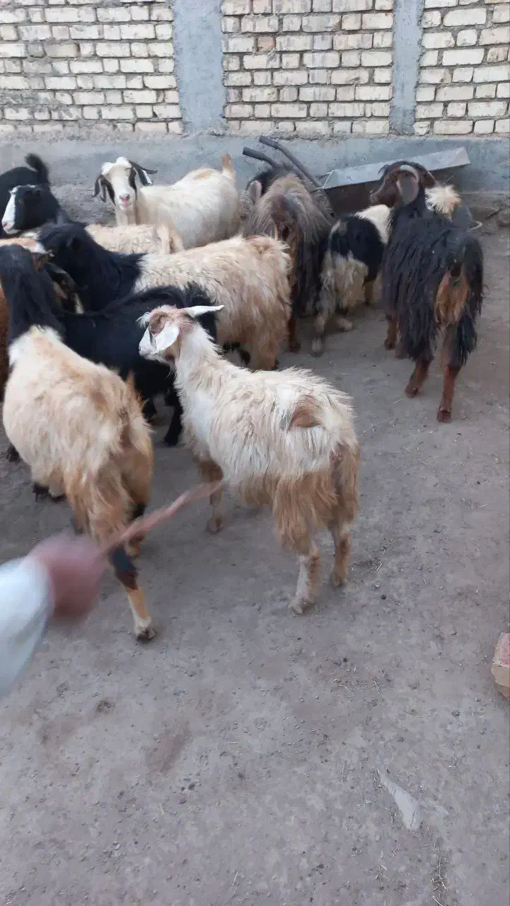 فروش بز جوان|حیوانات مزرعه|دهگلان, |دیوار