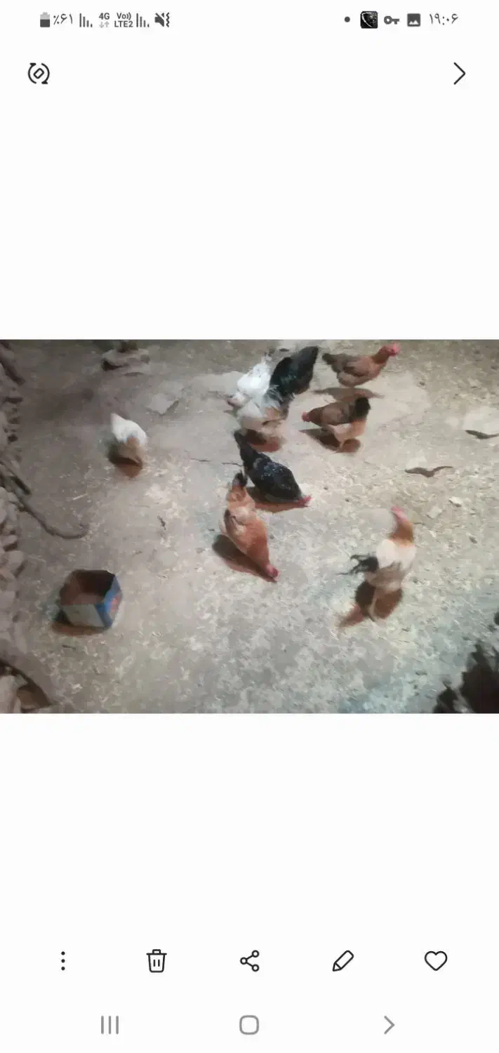 فروش مرغ سالم وسرحال|حیوانات مزرعه|دیواندره, |دیوار