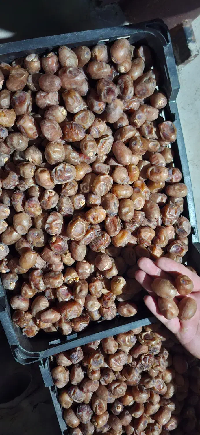خرمای برحی درجه یک|خوردنی و آشامیدنی|اهواز, زرگان|دیوار