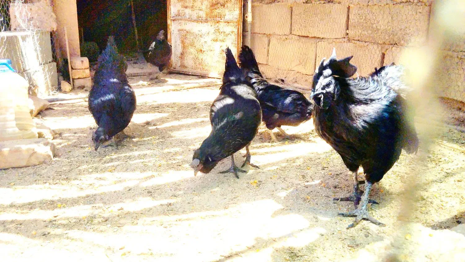 سلام تخم مرغ نطفه دار|حیوانات مزرعه|رفسنجان, |دیوار