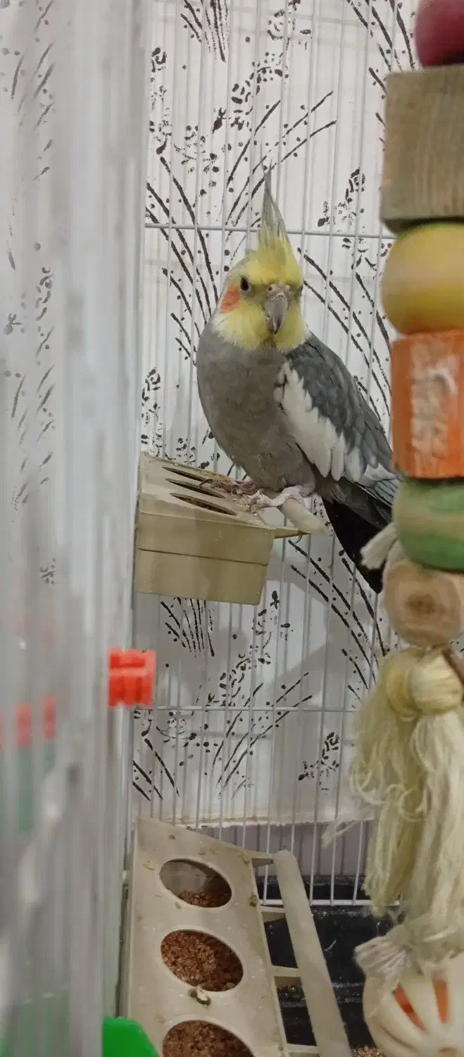 فروش عروس هلندی|پرنده|شاهین‌شهر, گزبرخوار|دیوار