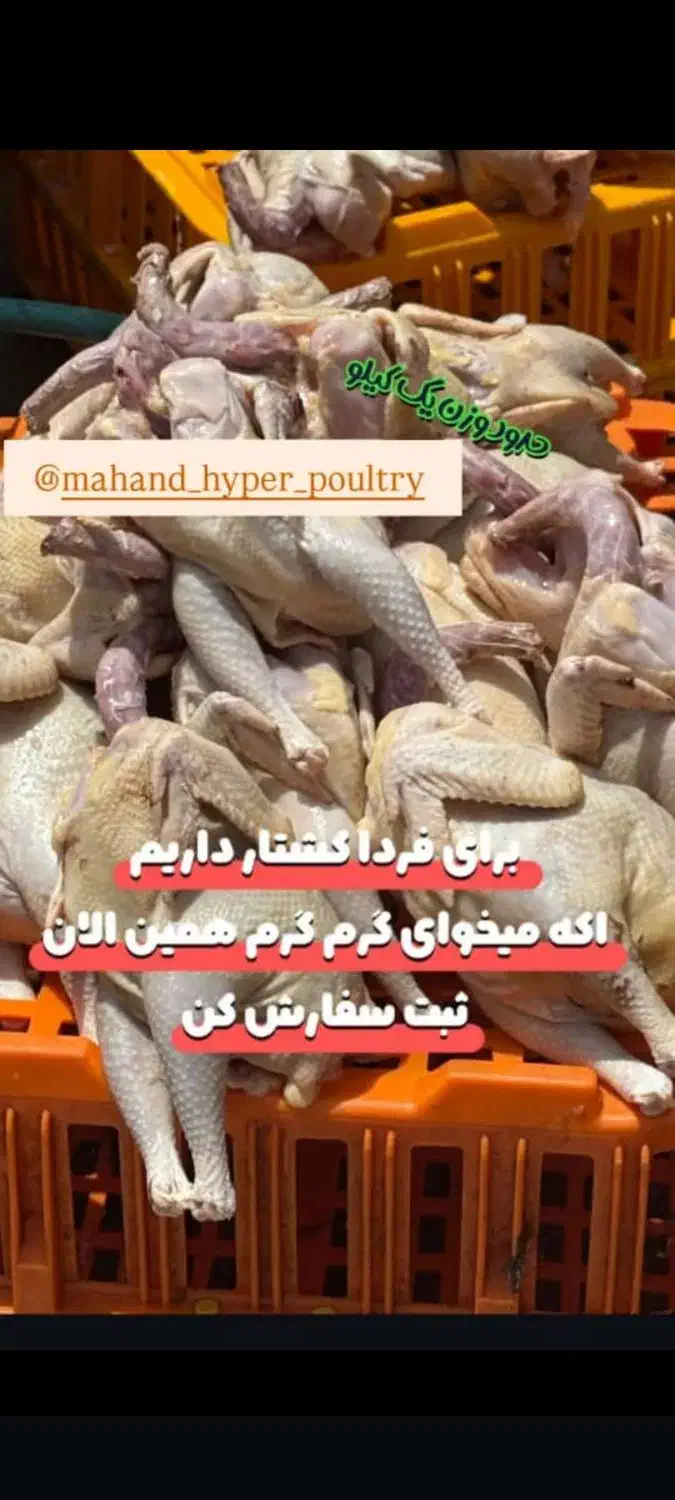 غاز .اردک.مرغ و خروس کبابی .بوقلمون|حیوانات مزرعه|رشت, فلسطین|دیوار
