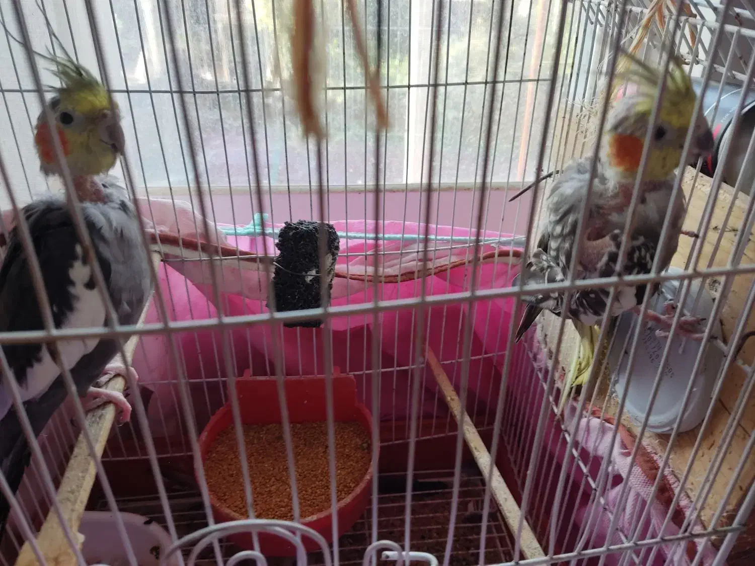 عروس هلندی|پرنده|تنکابن, |دیوار