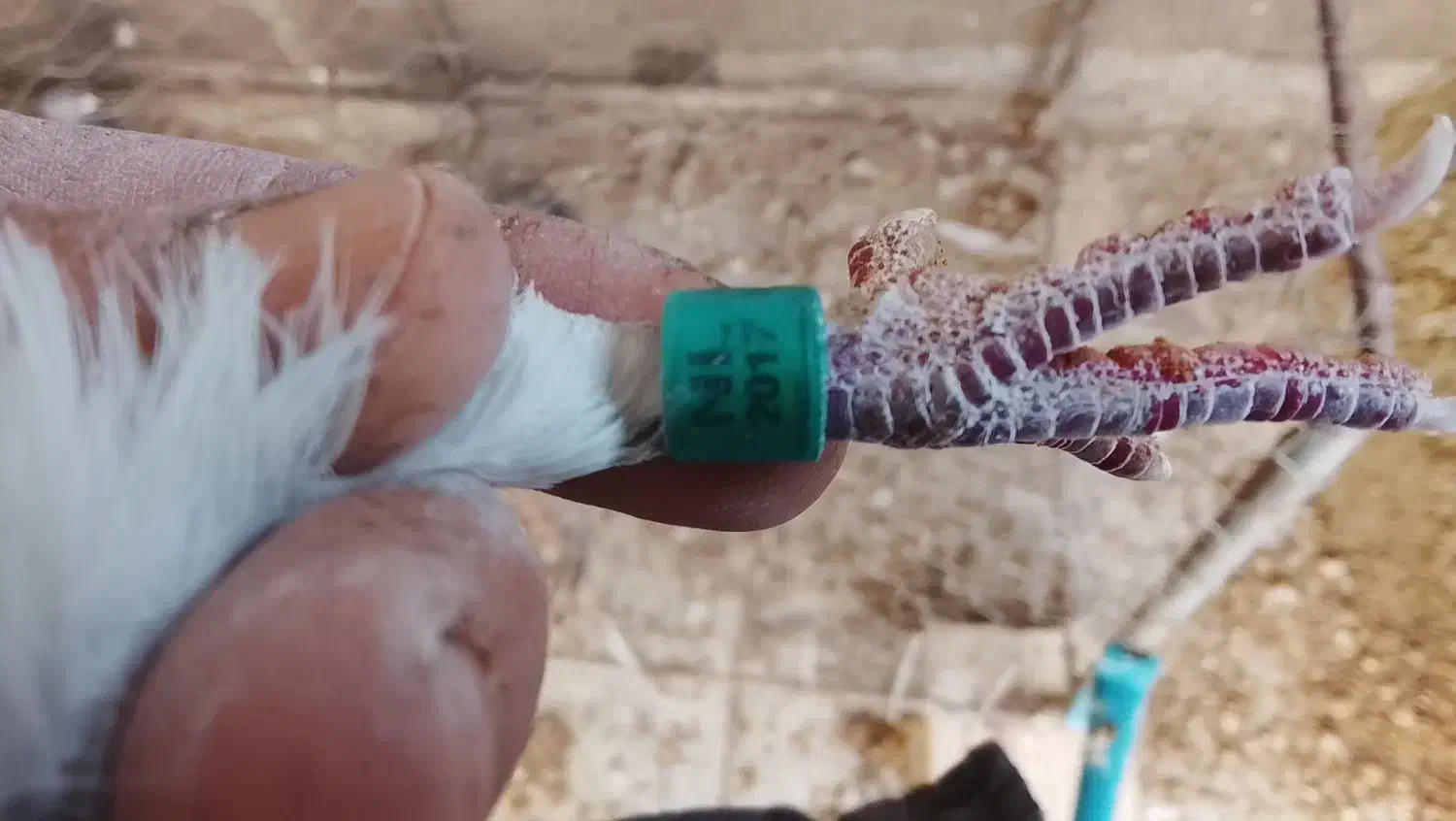 سلام نروماده سار شکلاتی|پرنده|بیرجند, |دیوار