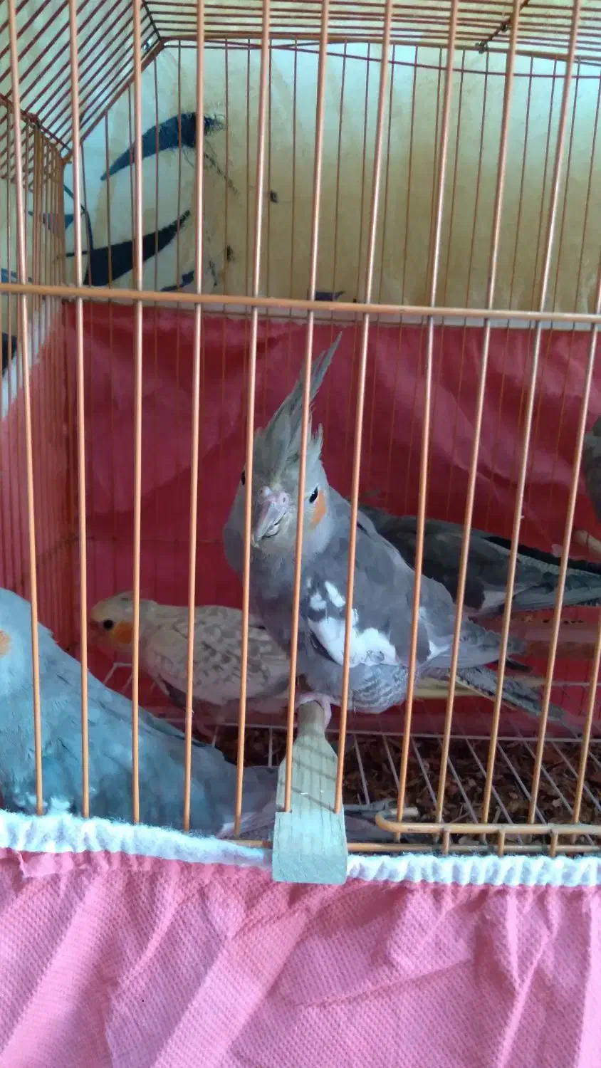 فروش فوری عروس هلندی|پرنده|گلپایگان, |دیوار