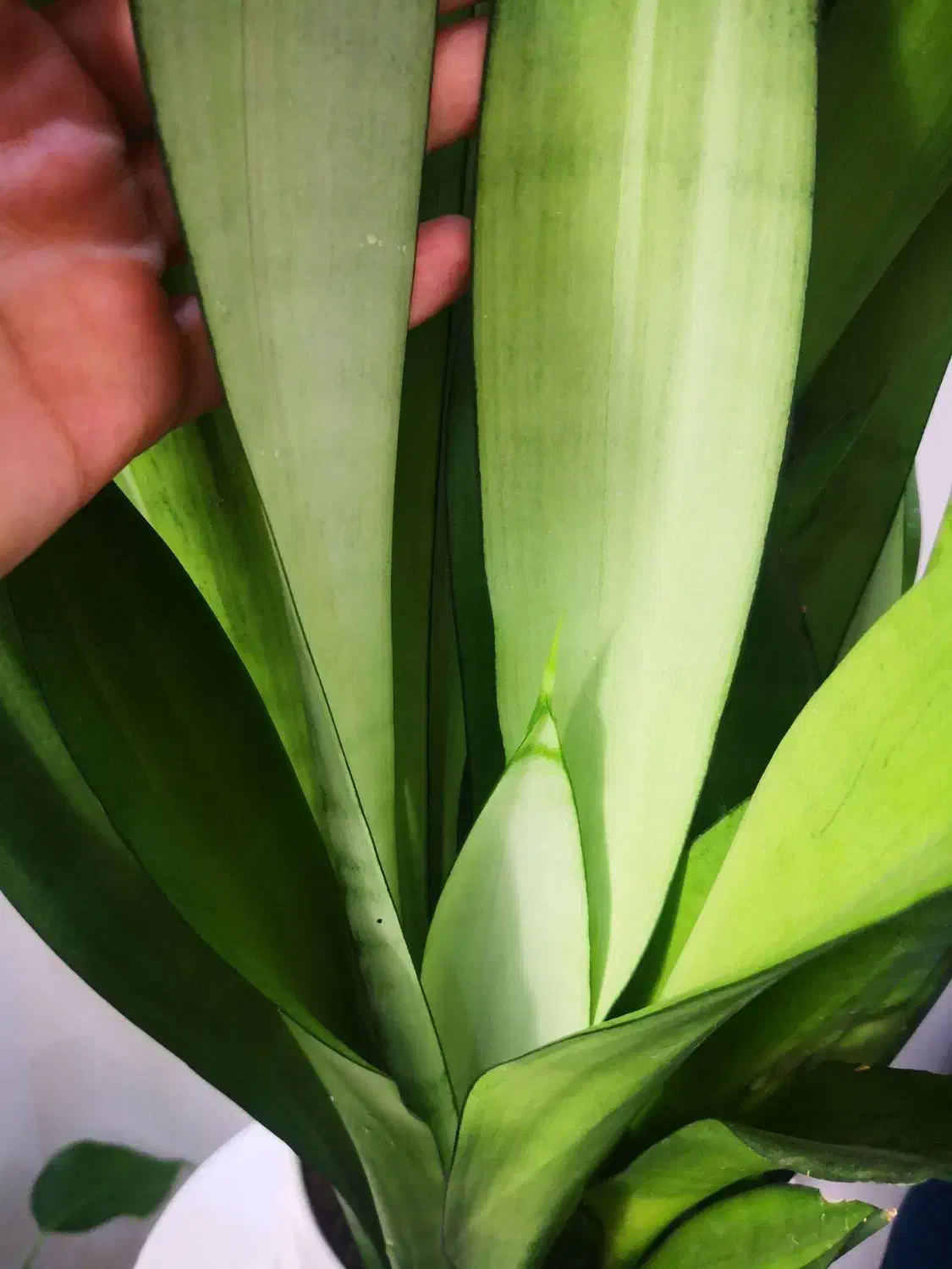 سانسوریا مهتابی حدودا 7 غلاف|گل و گیاه طبیعی|قم, انسجام|دیوار