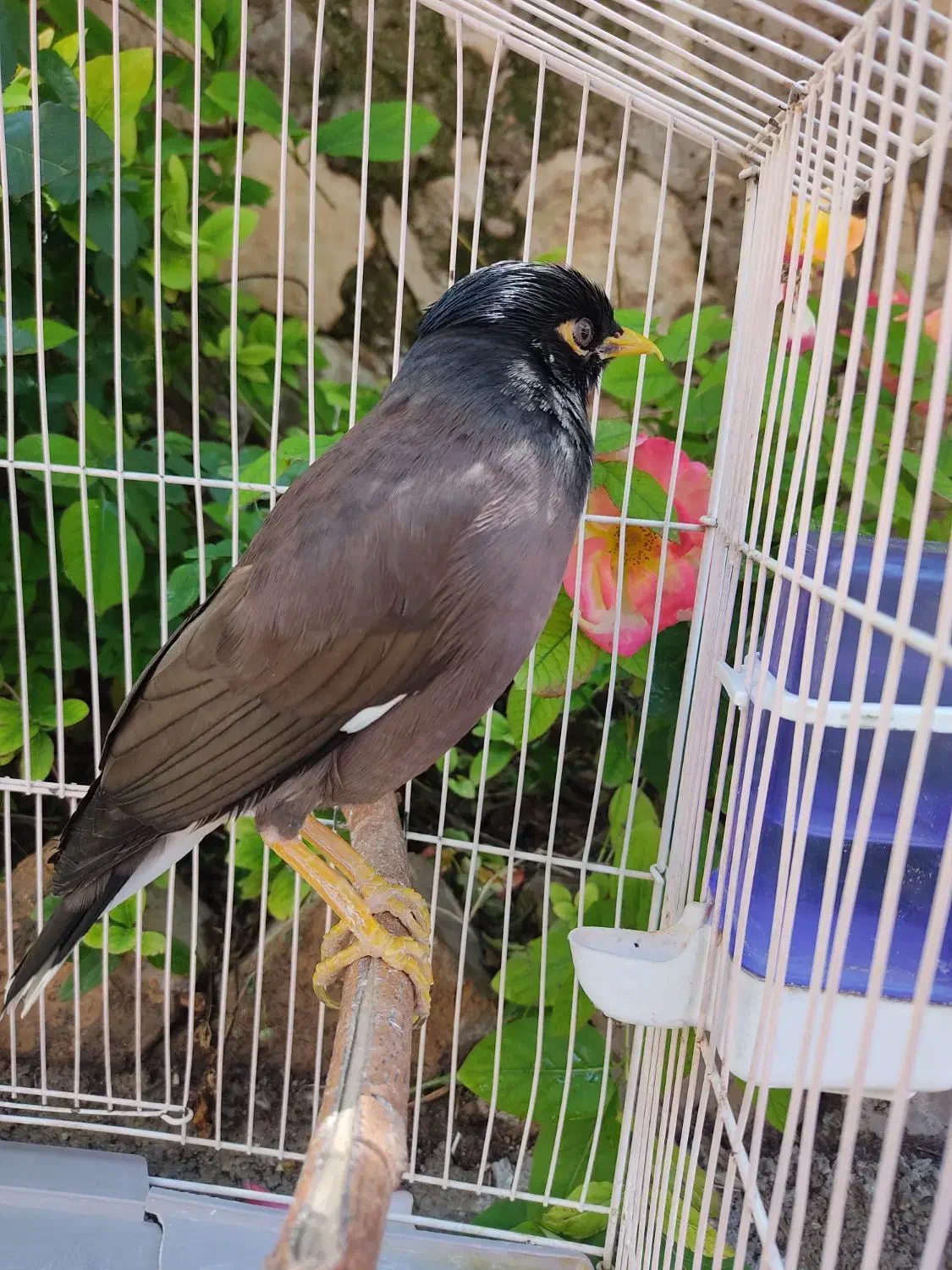 مرغ مینا (پر حرف)|پرنده|ویسیان, |دیوار