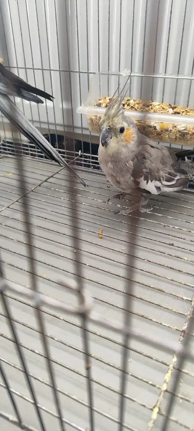 عروس هلندی و مرغ عشق|پرنده|کرمان, |دیوار