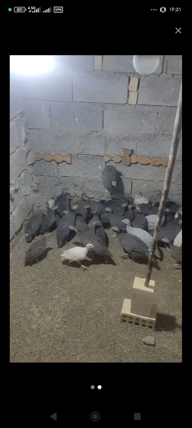 مرغ شاخدار|حیوانات مزرعه|کرمان, |دیوار