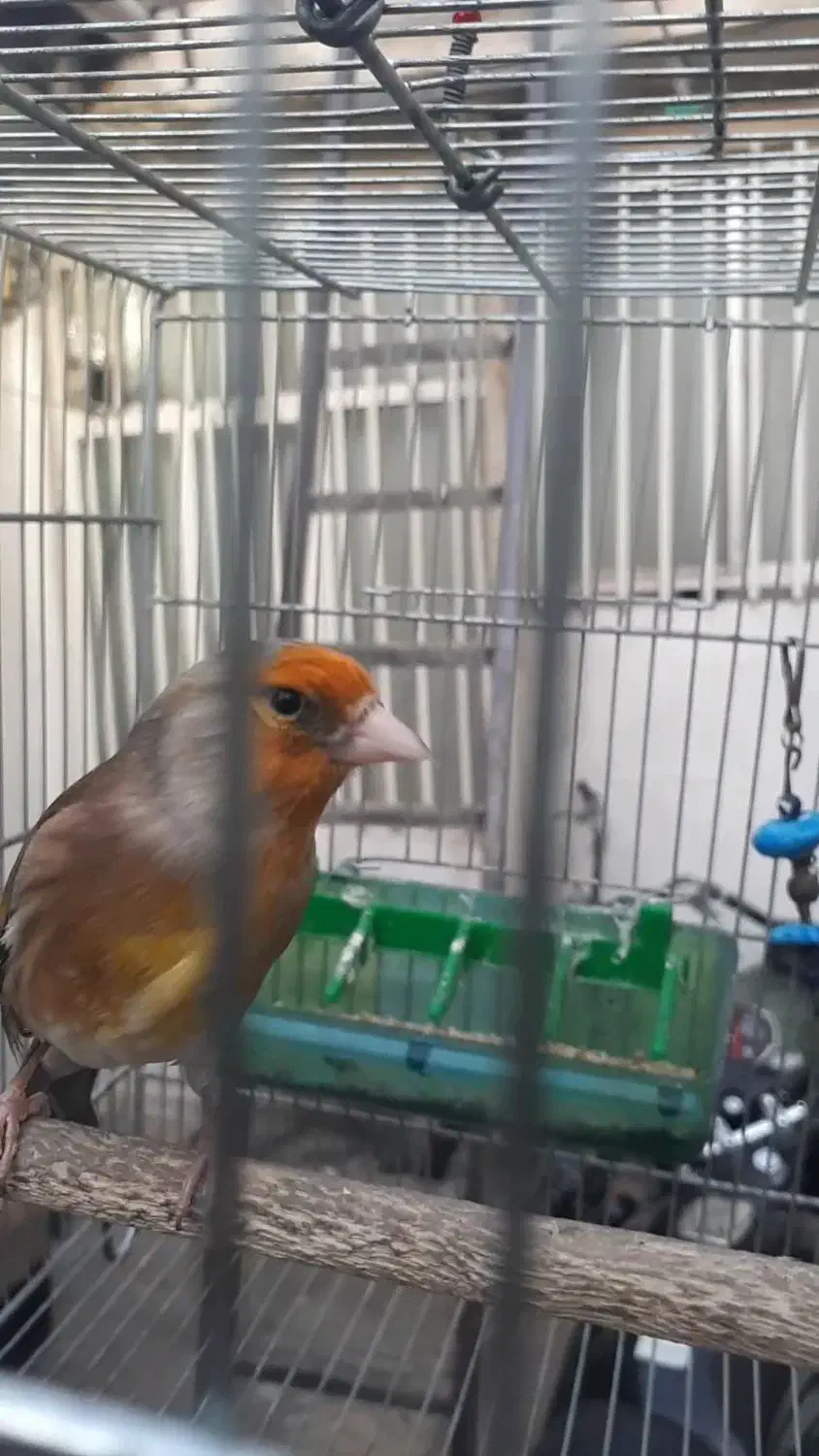 سره قناری روب مستی درشت خوش رنگ|پرنده|تهران, مشیریه|دیوار