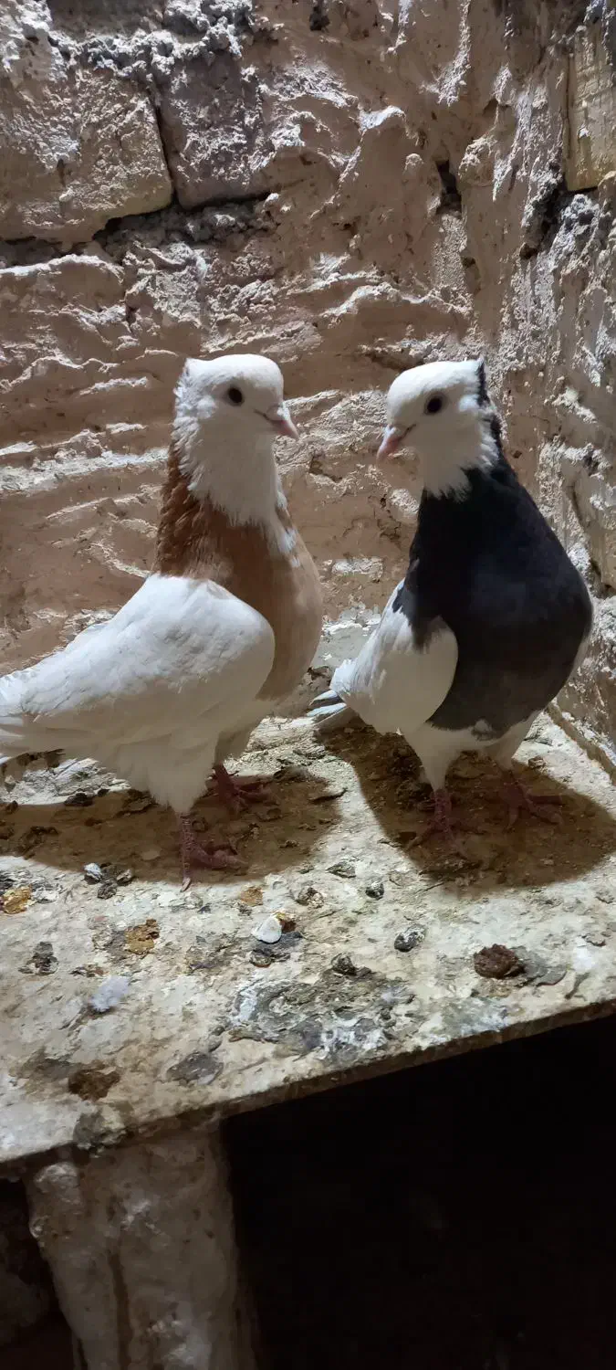 یک جفت طوقی|پرنده|تاکستان, |دیوار